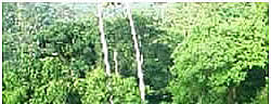 quezon national forest park 01